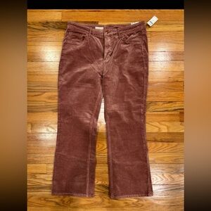 Pilcro Mauve Corduroy Pants